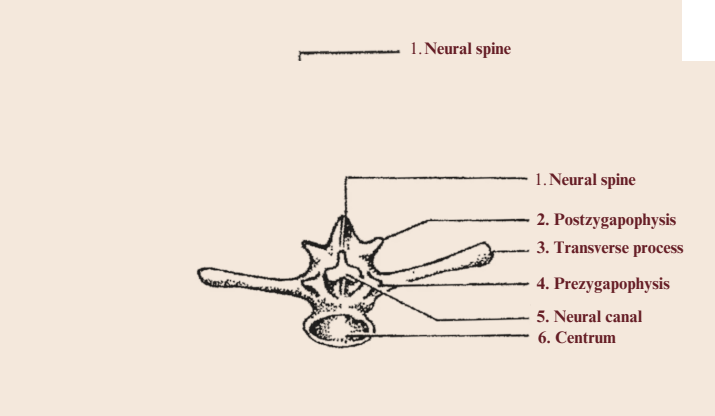Vertebral spine christmas card